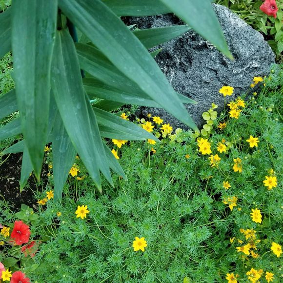 Meet your Posher, Ladifrogger - Picture 1 of 1